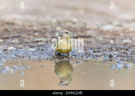 Gewöhnlicher Kreuzschnabel (Loxia curvirostra) Erwachsene weibliche, die aus einer Pfütze mit Reflexion trinkt, Suffolk, England, April Stockfoto