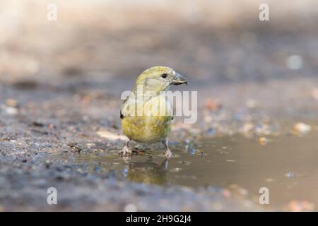 Gewöhnlicher Kreuzschnabel (Loxia curvirostra), ausgewachsenes Weibchen, das am Rand der Pfütze steht, Suffolk, England, April Stockfoto