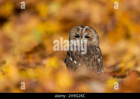 Waldkauz (Strix aluco), zwischen Herbstblättern stehend, Suffolk, England, Oktober, kontrollierte Bedingungen Stockfoto