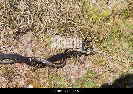 Europäische Adder (Vipera berus) 2 Erwachsene Rüden, 1 schwarze Form, kämpfend, Suffolk, England, April Stockfoto