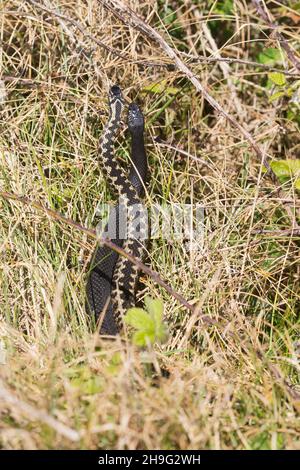 European Adder (Vipera berus) 2 Erwachsene Männchen, 1 normale, 1 schwarze, kämpfende, Suffolk, England, April Stockfoto