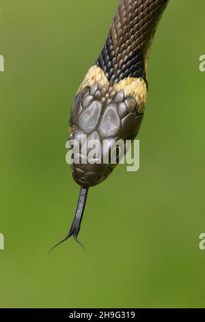 Grassnatter (Natrix natrix), Erwachsenenportrait, flickende Zunge, Suffolk, England, Mai Stockfoto