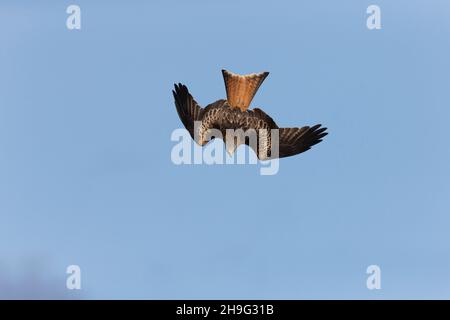 Red Kite (Milvus milvus) fliegen, tauchen, Gigrin Farm, Powys, Wales, Februar Stockfoto