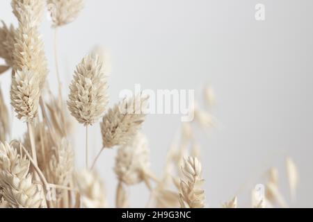 Nahaufnahme des getrockneten Blumenstraußes auf hellem Hintergrund; minimale natürliche Pflanzenfotografie; modern Stockfoto