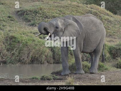 Entzückende und durstige junge afrikanische Elefanten, die Wasser aus dem Wasserloch in den wilden Ebenen der masai mara kenia trinken Stockfoto