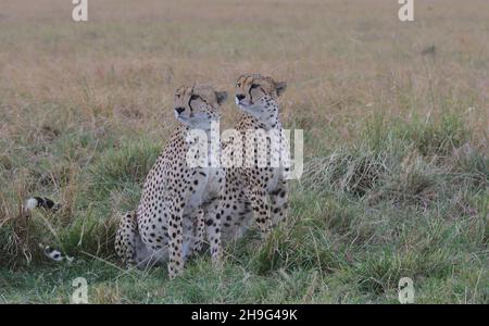 Koalition aus zwei Geparden, die in den wilden Ebenen der masai mara, kenia, wachsam sitzen und die Landschaft nach Beute durchsuchen Stockfoto