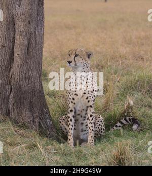 Porträt eines Geparden, der wach unter einem Baum sitzt und in der wilden Savanne der masai mara, kenia, nach Beute sucht, Stockfoto