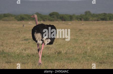 Männlicher masai-Strauß, der in der wilden masai-mara-Ebene mit Blick zurück in den Himmel im Hintergrund, kenia, spaziert Stockfoto