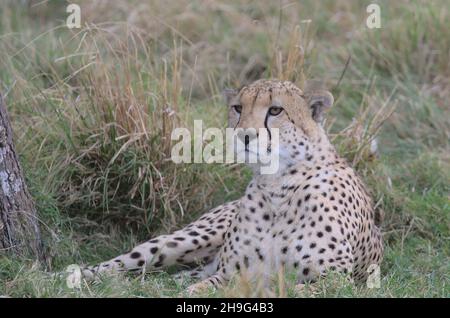 Gutaussehender Gepard, der auf der Suche nach Beute ist und sich im wilden Gras der masai mara, kenia, Stockfoto