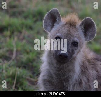 Bezauberndes hintergrundbeleuchtetes Porträt von gefleckten Hyänen, die neugierig in der wilden masai mara, kenia, aussehen Stockfoto