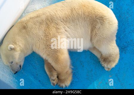 Großer polarweißer Bär liegt in der Ecke der Voliere im Zoo müde von Hitze, Draufsicht. Stockfoto