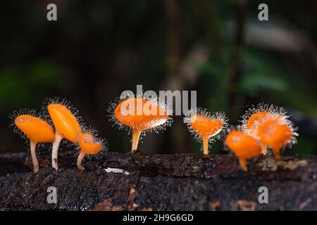 Pilze orange Pilzbecher ( Cookeina triholoma ) auf verwestem Holz, im Regenwald. Stockfoto