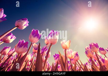 Tulpen Feld im Frühjahr. Weiße rosa Tulpen blühen am blauen Himmel. Blumen Natur Hintergrund Stockfoto