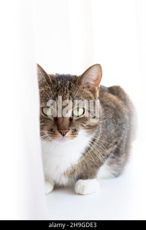 Porträt einer grauen Kurzhaarkatze vor weißem Hintergrund. Haustiere. Selektiver Fokus. Stockfoto