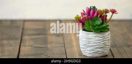 Banner mit blühenden Kaktus in einem Betontopf auf einem Holzhintergrund. Innenblume mit Platz für Text. Weicher Fokus Stockfoto