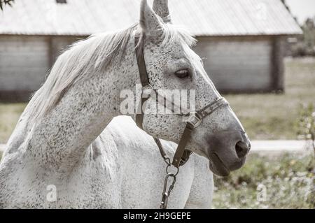 Graues Apfelgras im Doppelzaum Stockfoto