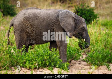 Fütterung von afrikanischen Buschelefanten oder afrikanischen Savannenelefanten (Loxodonta africana). Mpumalanga. Südafrika. Stockfoto
