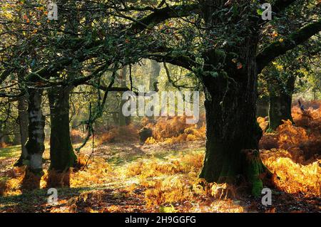 New Forest National Park, Hampshire, Großbritannien Stockfoto