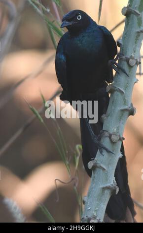 Ein langschwänziger Glanzstar (Lamprotornis caudatus), der in einem Baum starrt. Kunda, Republik Gambia. Stockfoto
