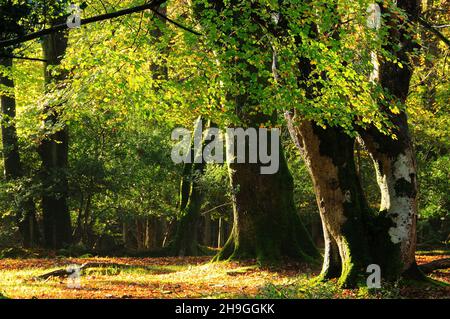 New Forest National Park, Hampshire, Großbritannien Stockfoto