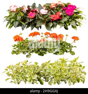 Set von schönen Sommer Balkon Blumen in Reihen, isoliert auf weißem Hintergrund Stockfoto