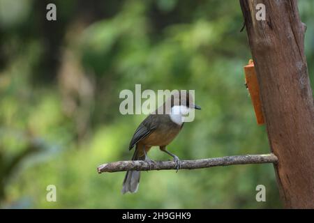 Weißkehlige Lachdrossel, Pterorhinus albogularis, Sattal Uttarakhand, Indien Stockfoto