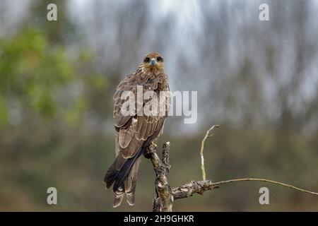 Schwarzer Drachen, Milvus migrans, thront auf einem Ast. Kolhapur, Maharashtra, Indien Stockfoto