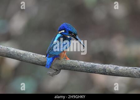 Blauohriger Eisvögel auf Baumzweig, Alcedo Meninting, Sindhudurg, Maharashtra, Indien Stockfoto