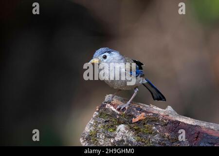 Blauflügelige Minla, Actinodura cyanouroptera, Sattal, Uttarakhand, Indien Stockfoto