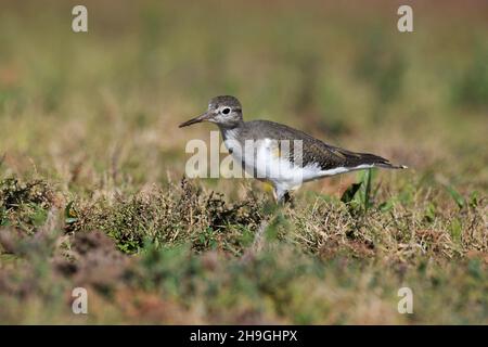 Gewöhnlicher Sandpiper, Actitis hypoleucos, Kolhapur, Maharashtra, Indien. In Feuchtgebieten gefunden und wandern nach Asien und insbesondere nach Indien. Stockfoto