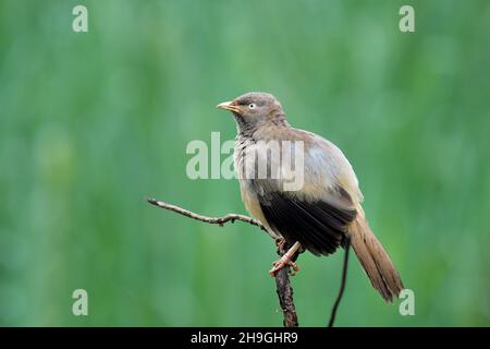 Jungle Babbler, Argya striata, Kolhapur, Maharashtra, Indien Stockfoto