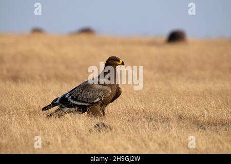 Steppenadler, Aquila nipalensis, Kolhapur, Maharashtra, Indien Stockfoto