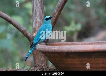 Verditer flycatcher closeup shot, Eumyias thalassinus, Sattal, Uttarakhand, Indien Stockfoto