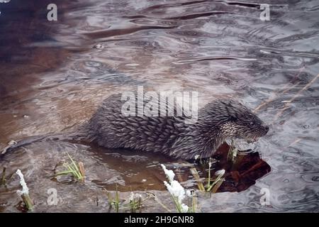 Junger Fischotter (Lufra vulgaris) am eiskalten nördlichen Fluss. Im Winter verlassen Otter das Territorium ihres Vaters (Alter 5-6 Monate). Das Tier befindet sich in einem Zustand der Verderbung Stockfoto