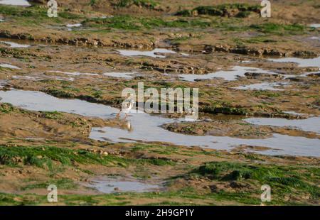 Turnstone (Arenaria interpres) hüpft über die Wattflächen von Naze Beach, Walton auf der Naze Essex UK. Oktober 2021 Stockfoto