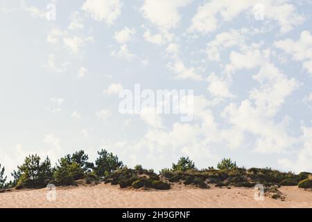 Nahaufnahme der wachsenden Vegetation und Sanddünen an einem Strand in Praia de Sao Martinhin do Porto Stockfoto