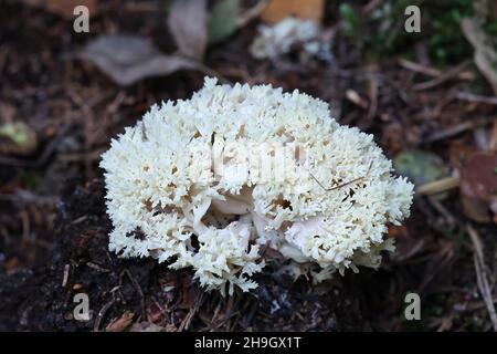 Clavulina coralloides, auch bekannt als Clavulina cristata, der weiße Korallenpilz oder der Haubenkorallenpilz, Wildpilz aus Finnland Stockfoto