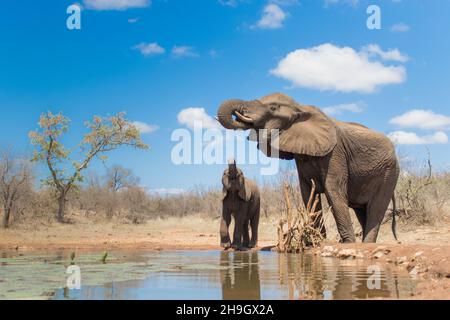 Mutter und Kalb Afrikanischer Elefant löschen ihren Durst an einem Wasserloch, fotografiert vom Wasserspiegel. Stockfoto