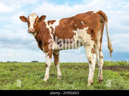 Stolzes niedliches Kalb, das auf einer grünen Wiese unter einem wolkigen blauen Himmel und einem weit entfernten geraden Horizont steht. Stockfoto