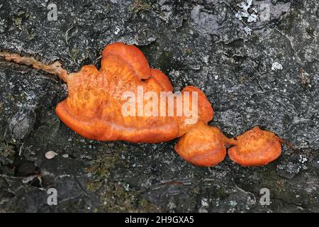 Pycnoporus cinnabarinus, allgemein bekannt als Cinnabar-Polypore, Bracket-Pilz aus Finnland Stockfoto