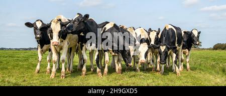 Die Gruppe der Kühe, die sich auf dem Feld versammeln, glücklich und fröhlich auf der grünen Weide, der weiten Panorama-Aussicht und dem blauen Himmel. Stockfoto