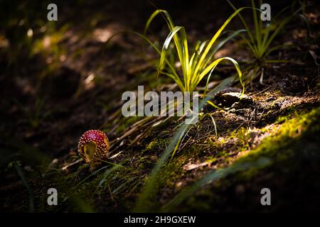 Amanita muscaria. Rotgefleckte Pilzpilze. Fliegen Sie agarisch. Wunderschöne Naturlandschaft. Grünes Moos, verschwommener Hintergrund. Hochwertige Fotos Stockfoto