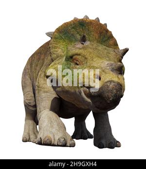 Triceratops horridus schlüpfend, Dinosaurier isoliert auf weißem Hintergrund Stockfoto