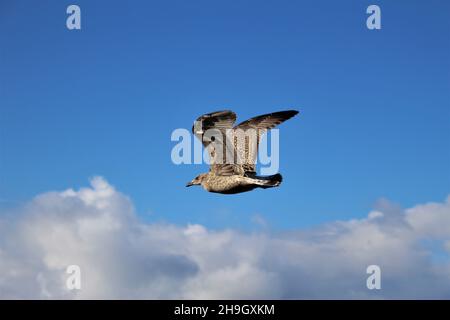 Junge Möwe mit hochgebeugten Armen im Flug. Gesehen gegen einen oberen klaren blauen Himmel mit weißen Wolken auf dem Boden (St. Ives, Cornwall, England) Stockfoto