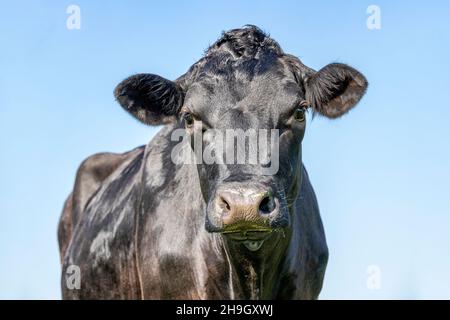 Schöne schwarze Kuh stehend, lockig tuppet, glänzend und hübsch Stockfoto