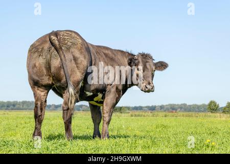 Schwarze Rinderkuh von hinten, großes Gesäß, Blick nach hinten in einem grünen Feld, unter einem blauen Himmel Stockfoto