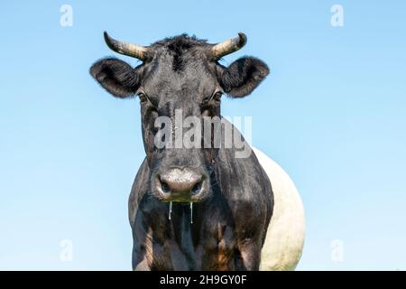 Porträt einer Lakenvelder, einer schwarzen holländischen, belted Kuh, mit Hörnern, an einem sonnigen Tag und mit blauem Himmel Stockfoto