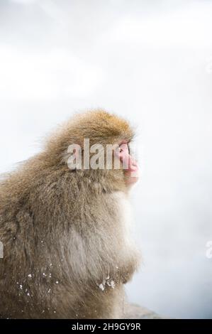 Ein japanischer Makak, auch bekannt als Schneemaffe, im Winter in Jigokundai Yaen Koen in Nagano, Japan. Stockfoto