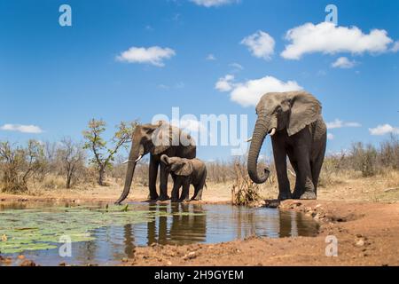 Drei Elefanten löschen ihren Durst an einem Wasserloch, fotografiert vom Wasserstand. Stockfoto