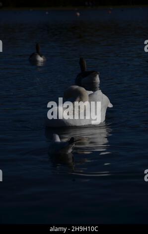 Wunderschöne weiße Schwäne, die auf einem klaren blauen See schwimmen Stockfoto